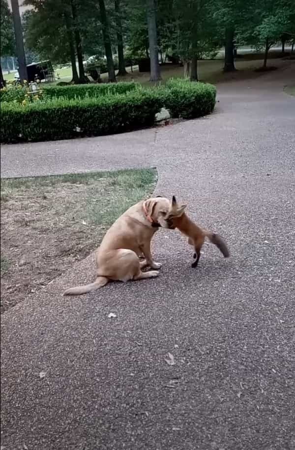 一時的に保護していた子キツネ。その期間に仲良くなった犬たちと遊ぶために毎日のように遊びに帰ってくるようになりました！【アメリカ・動画】