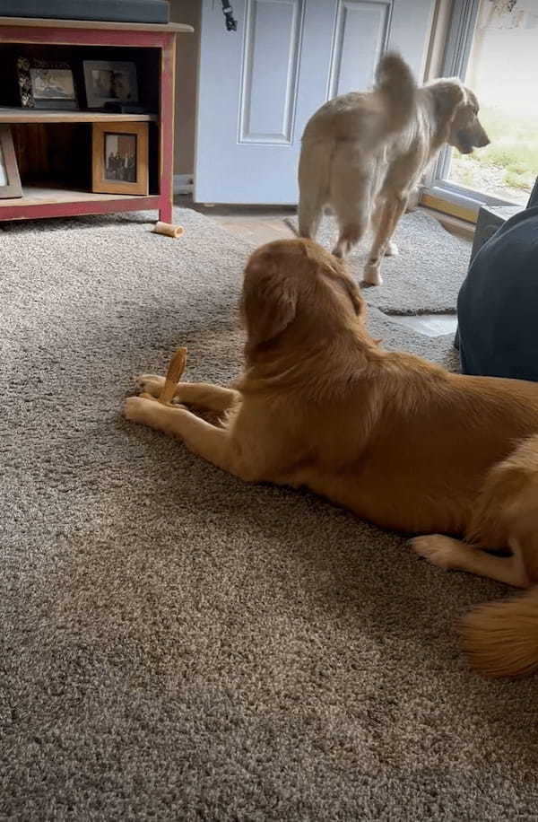 おやつなんて興味ありませんよとばかりに、一度は通り過ぎたゴールデンレトリバーの子犬。きょうだいが視線をそらしたその隙に・・！【アメリカ・動画】