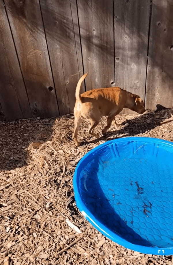 危機一髪すぎる！！愛犬たちを裏庭で遊ばせていた男性。ふと柵の向こうを覗くと、そこには、え？クマ？？