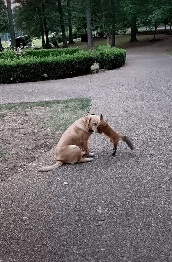 一時的に保護していた子キツネ、野生に戻った後も仲良くなった犬たちと遊ぶために毎日のように遊びに帰ってくる！【アメリカ・動画】