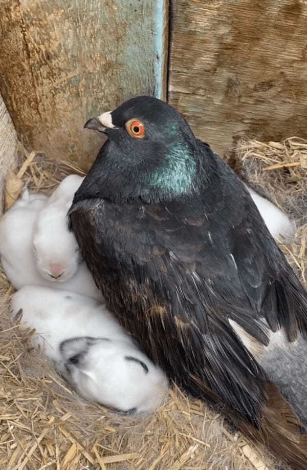 ハトのオスが我が子のように大事に守っているのは・・・、なんとウサギの赤ちゃんです！！【海外・動画】