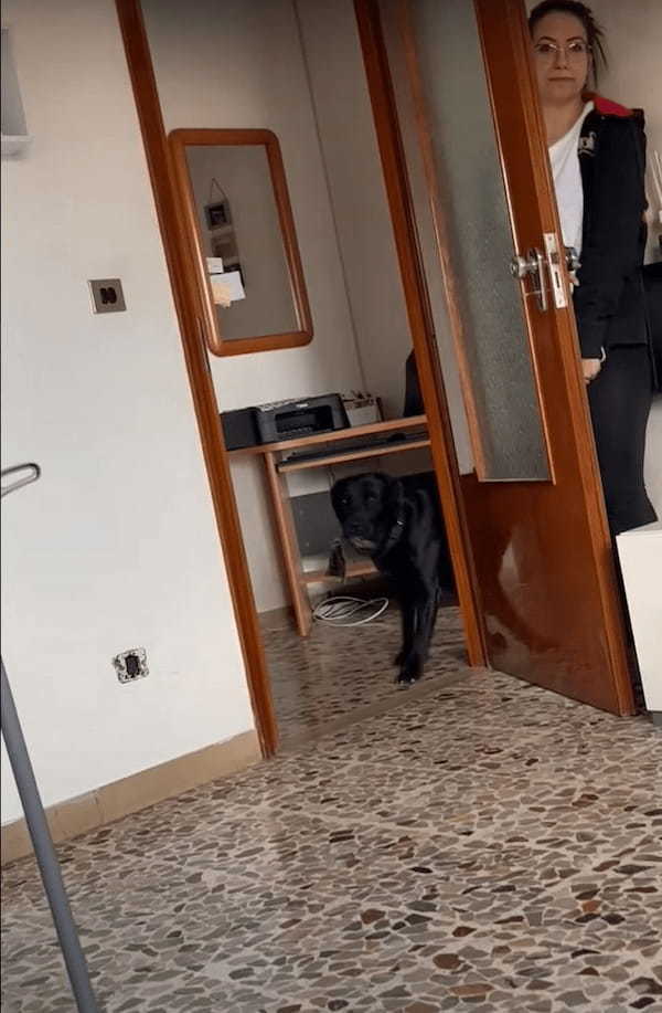 家の中でかくれんぼをして遊ぶ犬。ドアの裏に隠れている女性を見つけることができるかな？？【海外・動画】