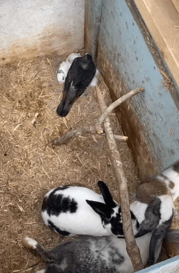 ハトのオスが我が子のように大事に守っているのは・・・、なんとウサギの赤ちゃんです！！【海外・動画】