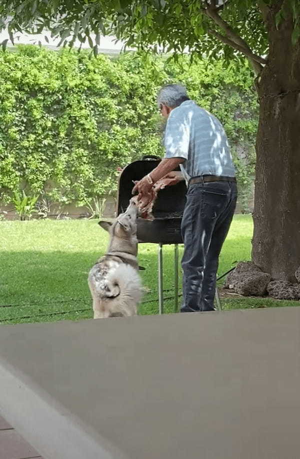 肉ドロボウ！！おじいちゃんがBBQグリルで焼こうとしたステーキを隙をついて愛犬が奪う！