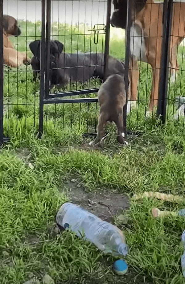 ペットケージから脱出を企てる子犬。そばにいたボクサー犬がドアを開けてくれましたが・・、ドアが高い位置にあるので出るのも大変！？【海外・動画】