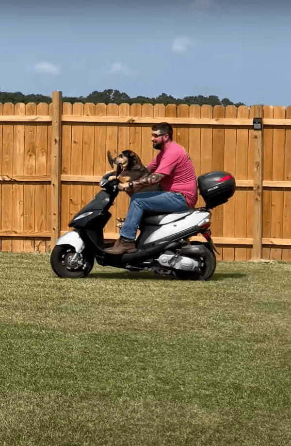 お庭で楽しいドライブデート中の愛犬。パパさんの運転するスクーターに乗って、とてもご機嫌なようです【アメリカ・動画】