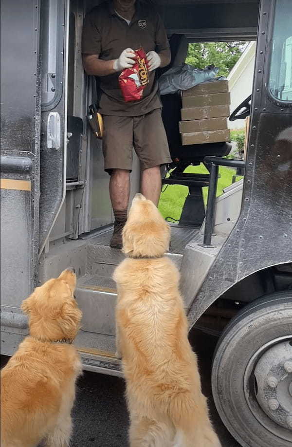 ゴールデンレトリバーたちはこの配達員さんが大好き！！急いだようにして配達員さんのいる車まで向かうその理由とは・・？！【海外・動画】