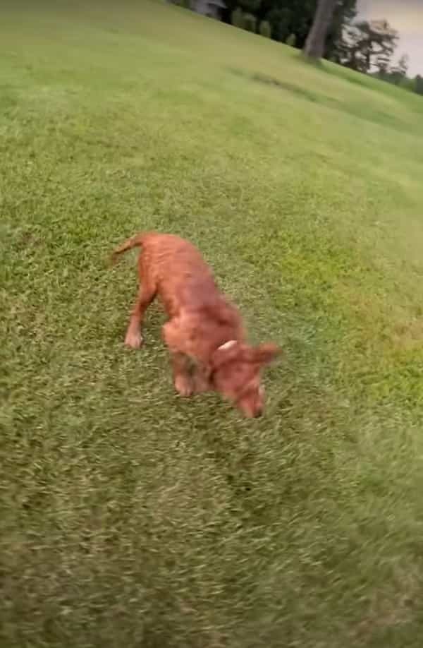 水辺までお散歩に来たゴールデンレトリバーの子犬。水面の浮草を芝生と思ってしまったらしく、この後人生初の水泳の練習をすることになりました