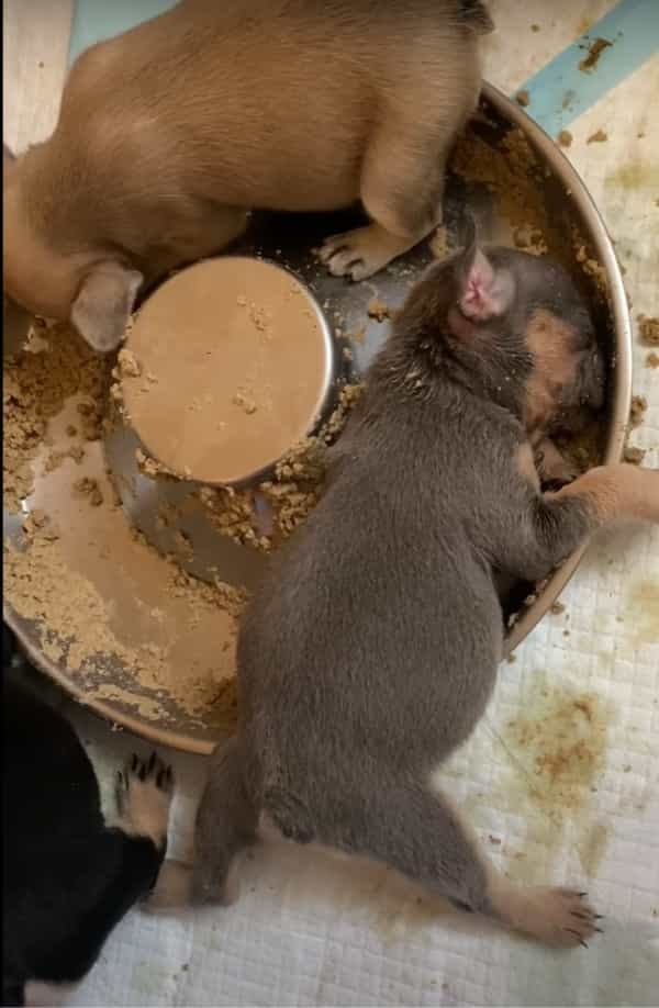 みんなと食事中のはずの子犬が全く動きません。どうやら、お腹いっぱいになってそのままお昼寝を始めてしまったようです【アメリカ・動画】