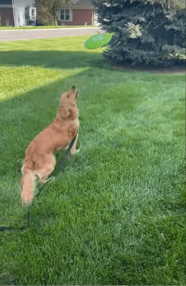 フリスビーを教わっているゴールデンリトリバーの子犬。飼い主さんの投げたフリスビーをキャッチできるかな？【アメリカ・動画】