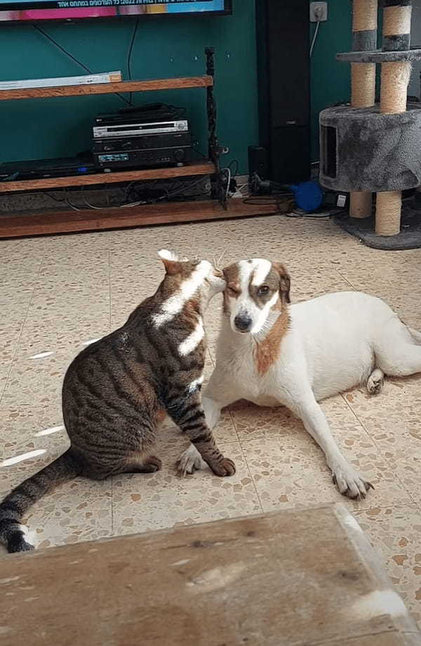 同居犬の顔や首元を舐める愛猫。ひたすらペロペロし続けるその姿は、まるで洗顔をしてあげているみたいでほっこりします【海外・動画】