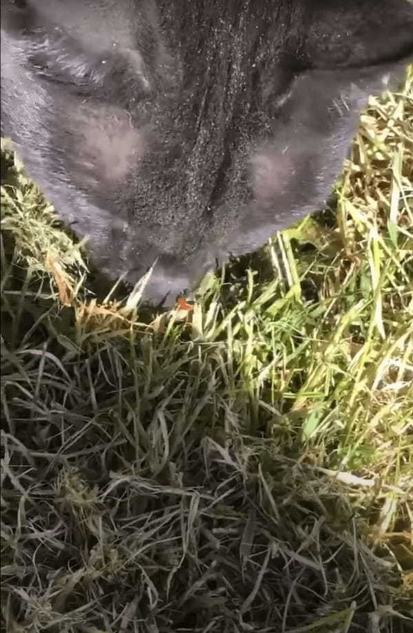 芝生の上にいるテントウムシに顔を寄せた猫。すると、テントウムシが鼻先にくっついてパニック！すごく焦っています！！【海外・動画】