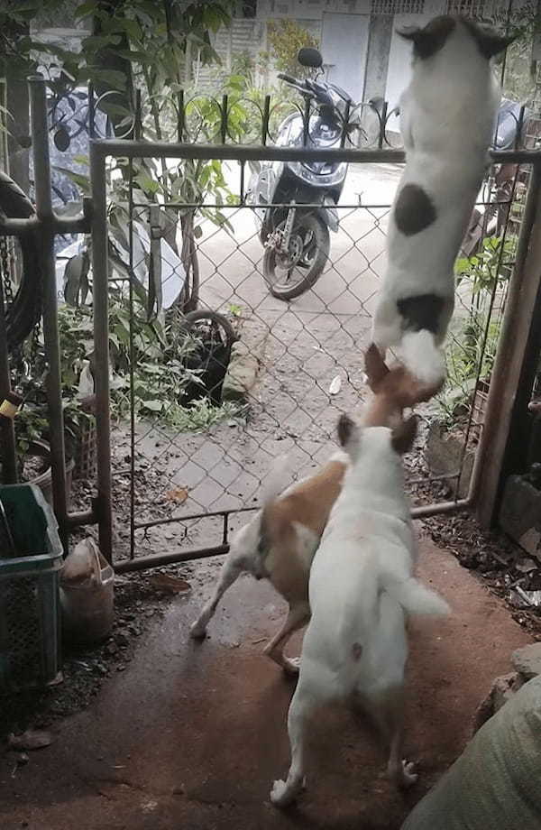 脱走のプロ！？愛犬のうち一頭が見事なジャンプで柵の上に乗ってみせると、そのまま外に遊びに出てしまいました！！【海外・動画】