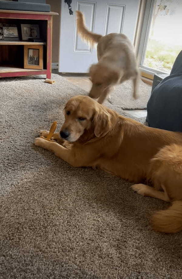 おやつなんて興味ありませんよとばかりに、一度は通り過ぎたゴールデンレトリバーの子犬。きょうだいが視線をそらしたその隙に・・！【アメリカ・動画】