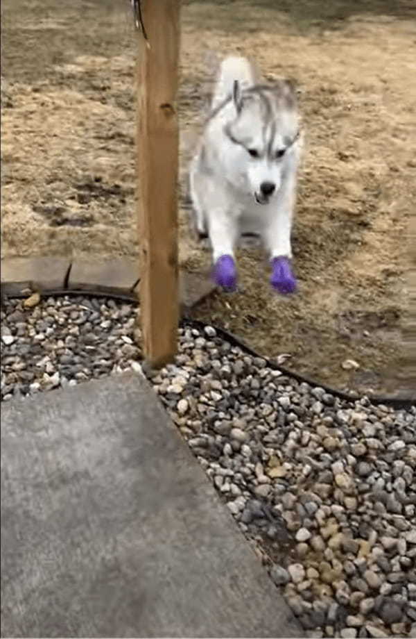 犬用ブーツを貰ってごきげんなハスキーの子犬。軽やかに駆けたりピョンピョン跳ねたり！よほど気に入ったのか、楽しそうに走り回っています！