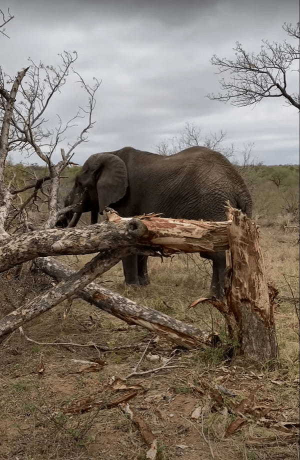 さすがゾウ、スゴいパワーだ！！ひと押しするだけで木を折ってしまうゾウ。怒っているのかと思いきや・・・、このゾウにはある目的があったのです