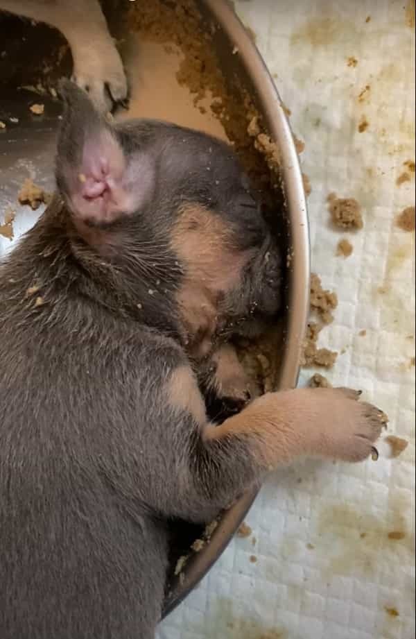 みんなと食事中のはずの子犬が全く動きません。どうやら、お腹いっぱいになってそのままお昼寝を始めてしまったようです【アメリカ・動画】