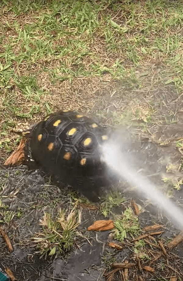 甲羅をシャワーしてもらうカメ。ごきげんなのか、おしりを振ってかわいいダンスを披露してくれました！！【アメリカ・動画】