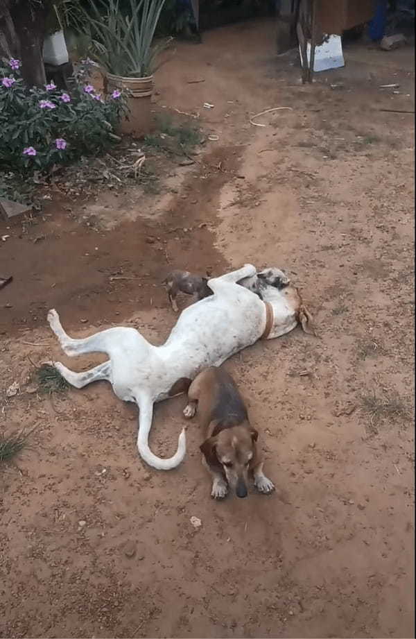 ちっちゃな子ブタたちは犬たちと遊びたい！！地面に寝転がって目線を合わせてくれている犬にわちゃわちゃしに行きます！【海外・動画】