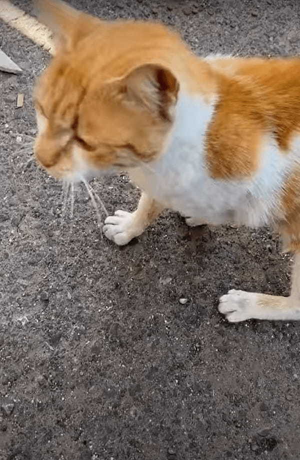 「あニャた、いったいなにしているのよ・・・」人懐っこい野良猫のことをなでなでしてあげていたら・・・、自宅からその姿をじっと見つめてくる愛猫の姿が！！