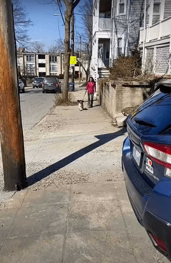 お散歩がとても楽しいのかな？犬がピョンピョン歩道を跳ねながら進んでいるその姿は、とてもご機嫌なようにしか見えません！！