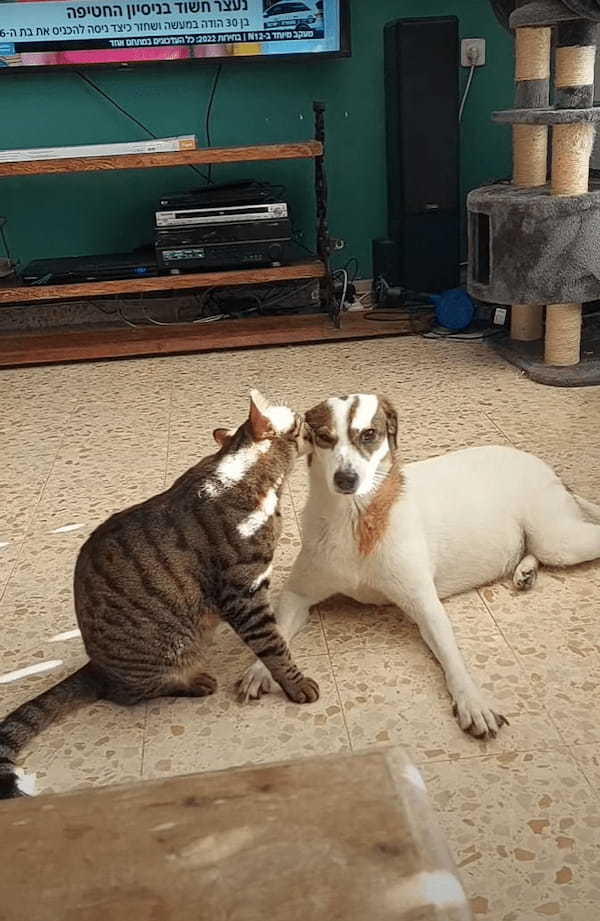 同居犬の顔や首元を舐める愛猫。ひたすらペロペロし続けるその姿は、まるで洗顔をしてあげているみたいでほっこりします【海外・動画】