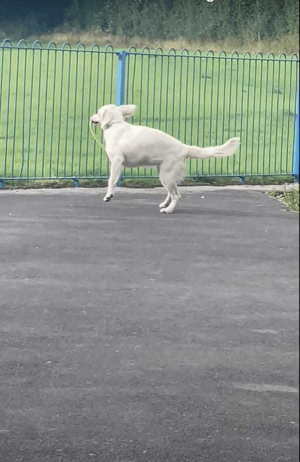 フリスビーで遊ぶゴールデンリトリバーの子犬。ところがくわえたフリスビーが足に引っかかったことで、しょげてしまうのでした【海外・動画】