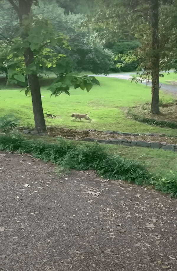 一時的に保護していた子ぎつね 野生に戻った後も仲良くなった犬たちと遊ぶために毎日のように帰ってくるように！【アメリカ・動画】