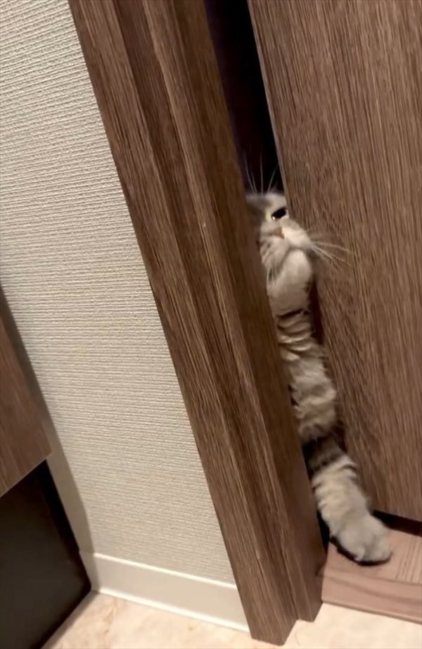 飼い主さんのそばにいたい！トイレへ侵入してくる猫に「かわいさが一番輝く瞬間」