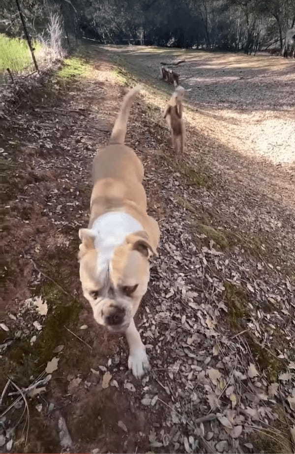 ヤギの赤ちゃんは飼い主さんや犬のことが大好き！犬と一緒に駆け回ったり、そばをウロチョロしたり。とはいえ、まだ坂はのぼれないようで・・・