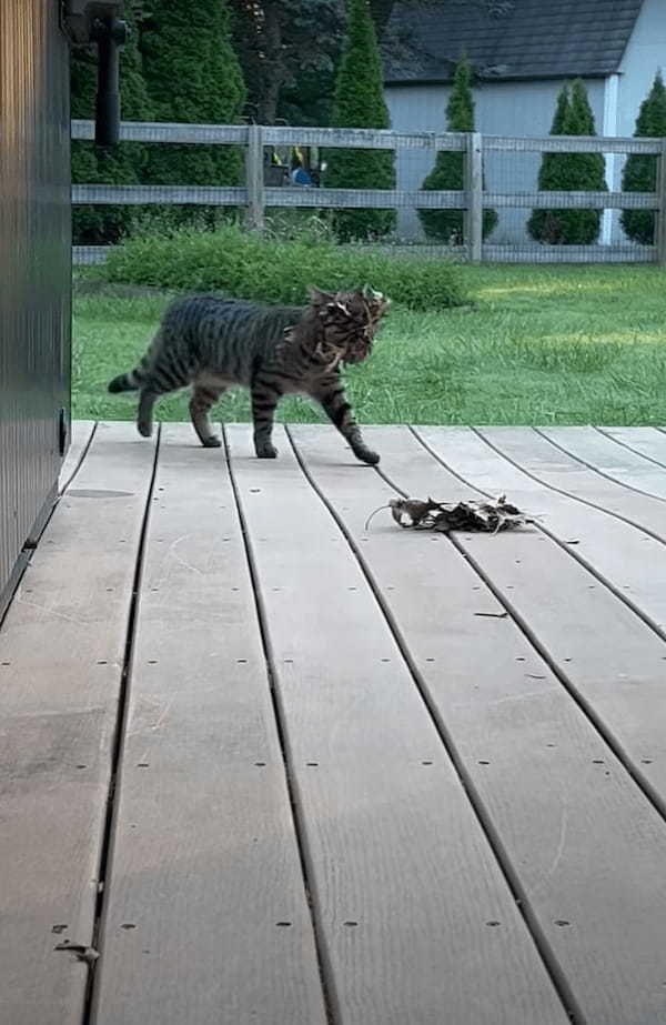 柵に上って近付いてくる猫。何かをくわえているようですが・・それはセミや獲物ではなく、とても意外なお土産でした【アメリカ・動画】