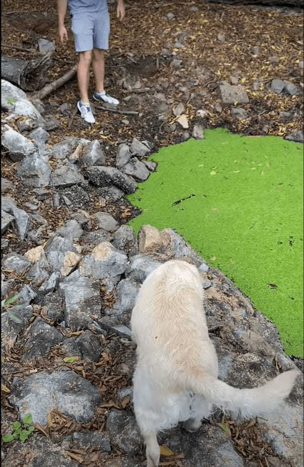 飼い主さんの「NO!」という叫びも虚しく・・、水面に浮かぶ水草を芝生だと勘違いした愛犬が水中にジャボン！！【海外・動画】