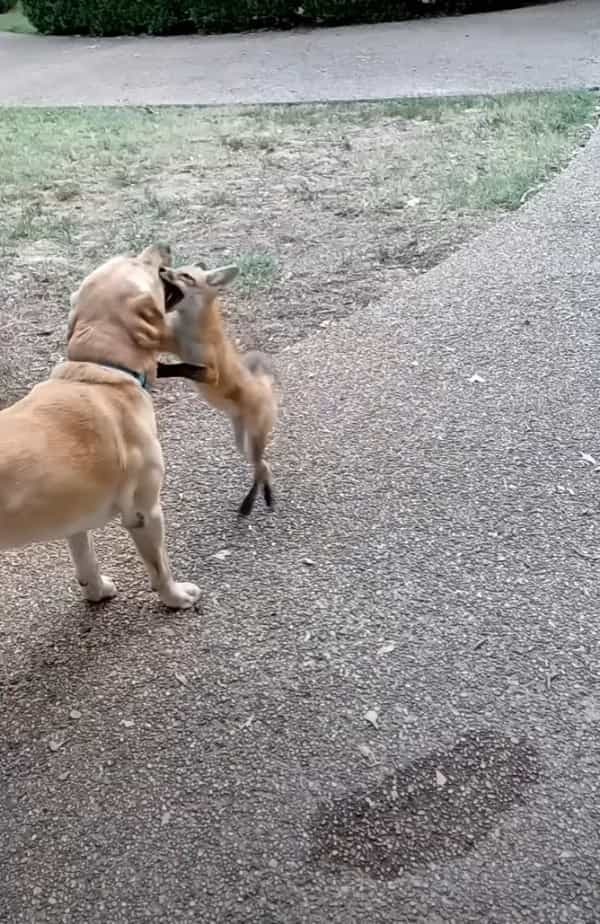 一時的に保護していた子キツネ。その期間に仲良くなった犬たちと遊ぶために毎日のように遊びに帰ってくるようになりました！【アメリカ・動画】