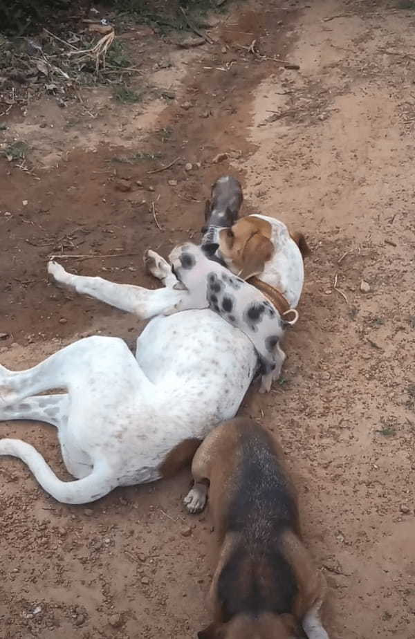 ちっちゃな子ブタたちは犬たちと遊びたい！！地面に寝転がって目線を合わせてくれている犬にわちゃわちゃしに行きます！【海外・動画】