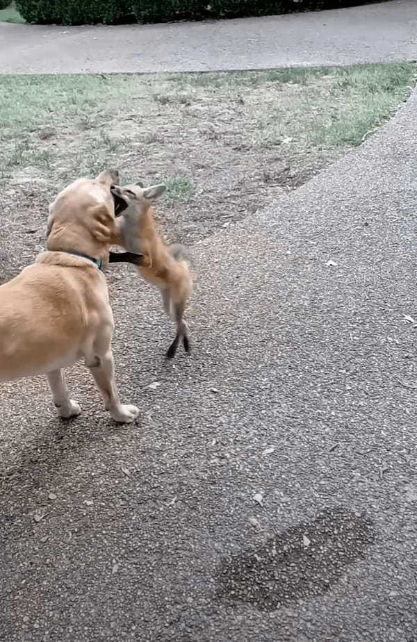 一時的に保護していた子ぎつね 野生に戻った後も仲良くなった犬たちと遊ぶために毎日のように帰ってくるように！【アメリカ・動画】