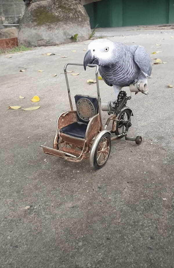 自転車を見事に乗りこなすヨウム。ハンドルをクチバシでくわえて、キコキコ漕いで進んでいきます！！【海外・動画】