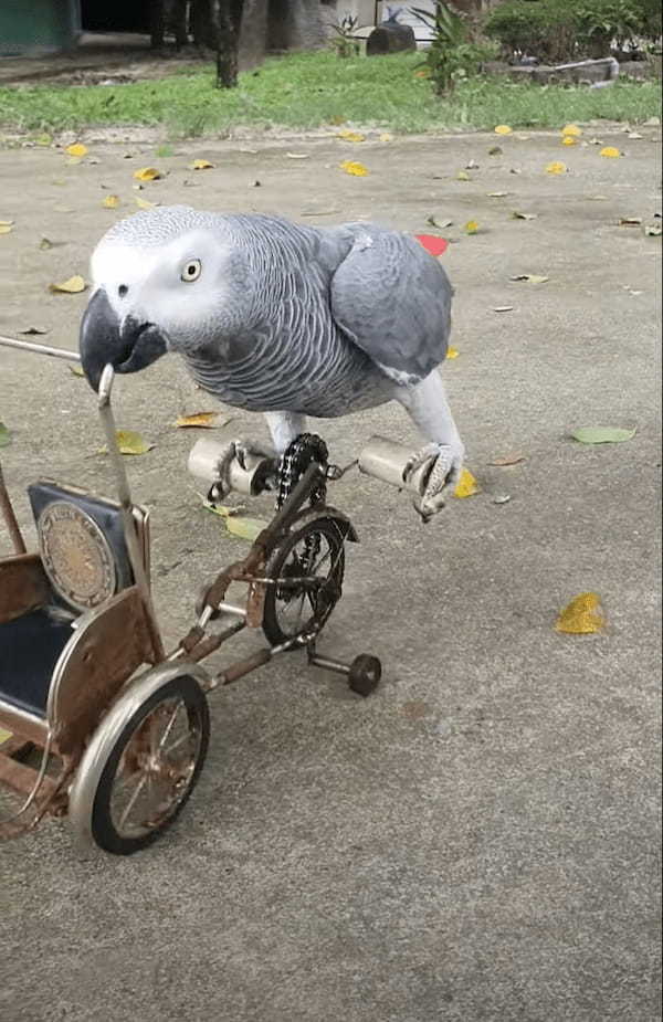 自転車を見事に乗りこなすヨウム。ハンドルをクチバシでくわえて、キコキコ漕いで進んでいきます！！【海外・動画】