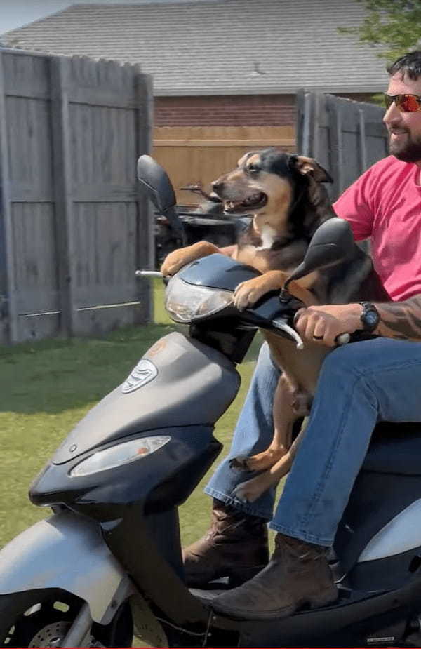 お庭で楽しいドライブデート中の愛犬。パパさんの運転するスクーターに乗って、とてもご機嫌なようです【アメリカ・動画】