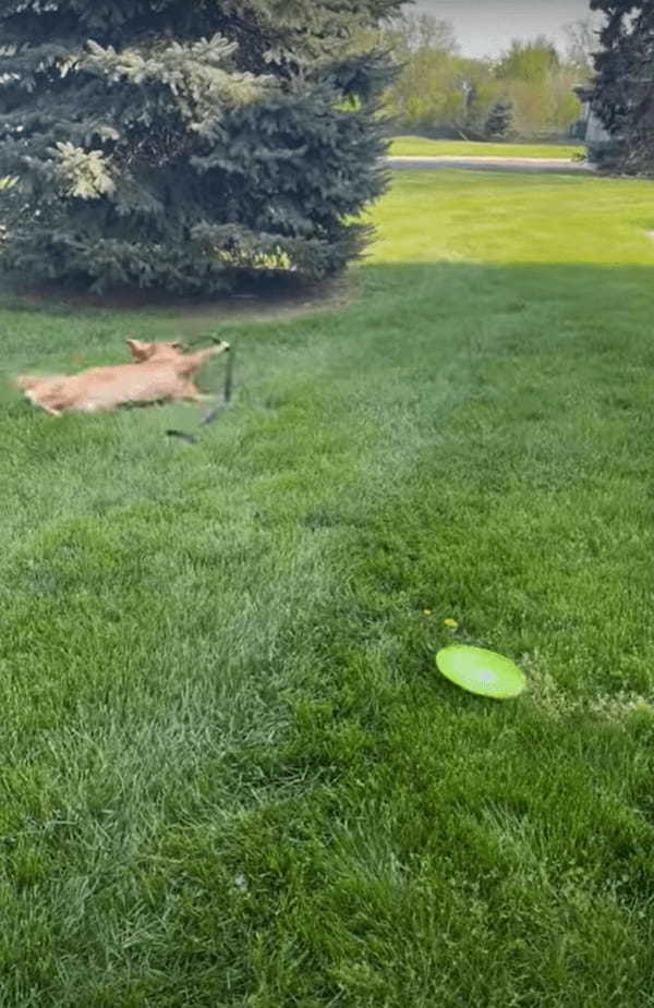 フリスビーを教わっているゴールデンリトリバーの子犬。飼い主さんの投げたフリスビーをキャッチできるかな？【アメリカ・動画】