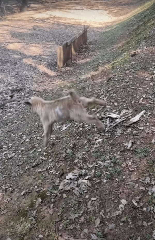 ヤギの赤ちゃんは飼い主さんや犬のことが大好き！犬と一緒に駆け回ったり、そばをウロチョロしたり。とはいえ、まだ坂はのぼれないようで・・・