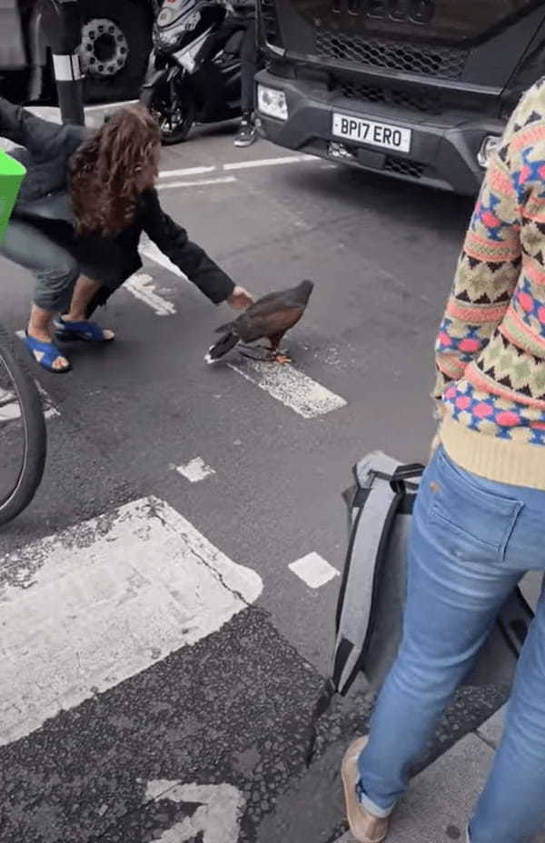 渋滞の原因は、迷子になった『あるペット』！？凛々しいことで知られていますが、ひとりぼっちで心細いのか道路の真ん中で動けなくなっています