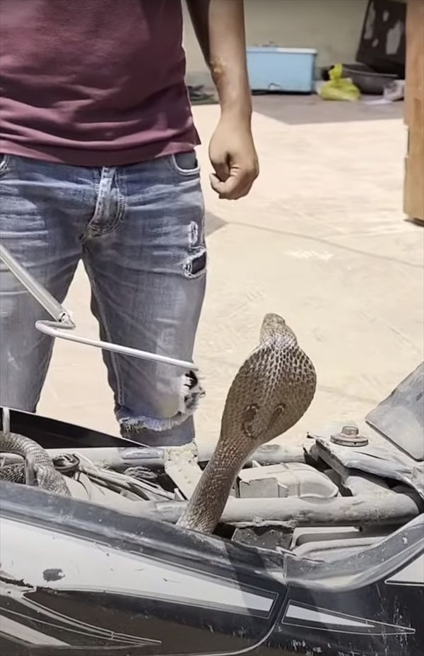 ドライブがしたかったの？バイクのシートの中に侵入していたのは、まさかの『危険なあの生き物』でした！！【海外・動画】