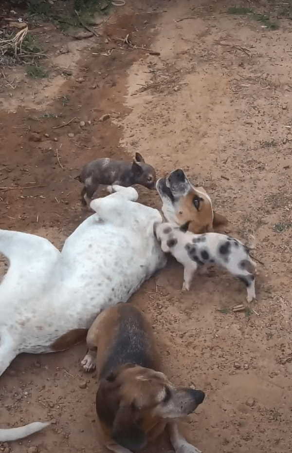 ちっちゃな子ブタたちは犬たちと遊びたい！！地面に寝転がって目線を合わせてくれている犬にわちゃわちゃしに行きます！【海外・動画】