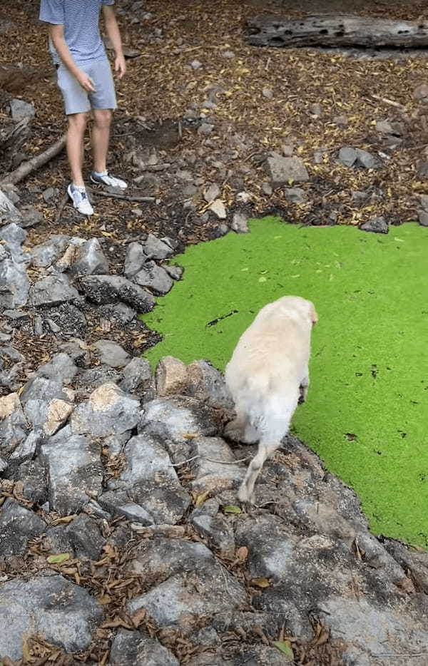 飼い主さんの「NO!」という叫びも虚しく・・、水面に浮かぶ水草を芝生だと勘違いした愛犬が水中にジャボン！！【海外・動画】