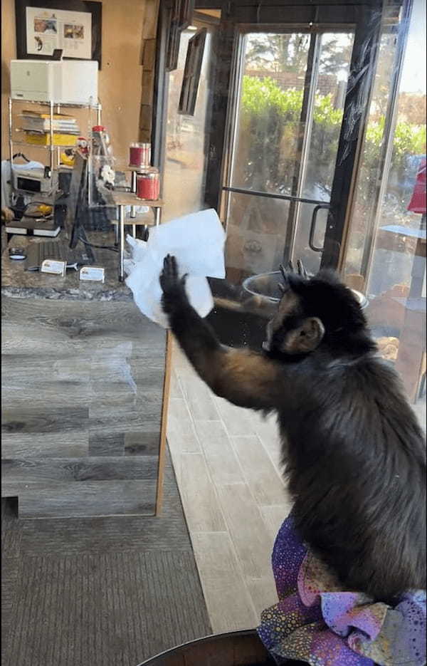 おサルさんはお掃除のお手伝い中！？ウェットティッシュで窓をゴシゴシしています！！誰にも邪魔されたくないようですが、どこで覚えたの？