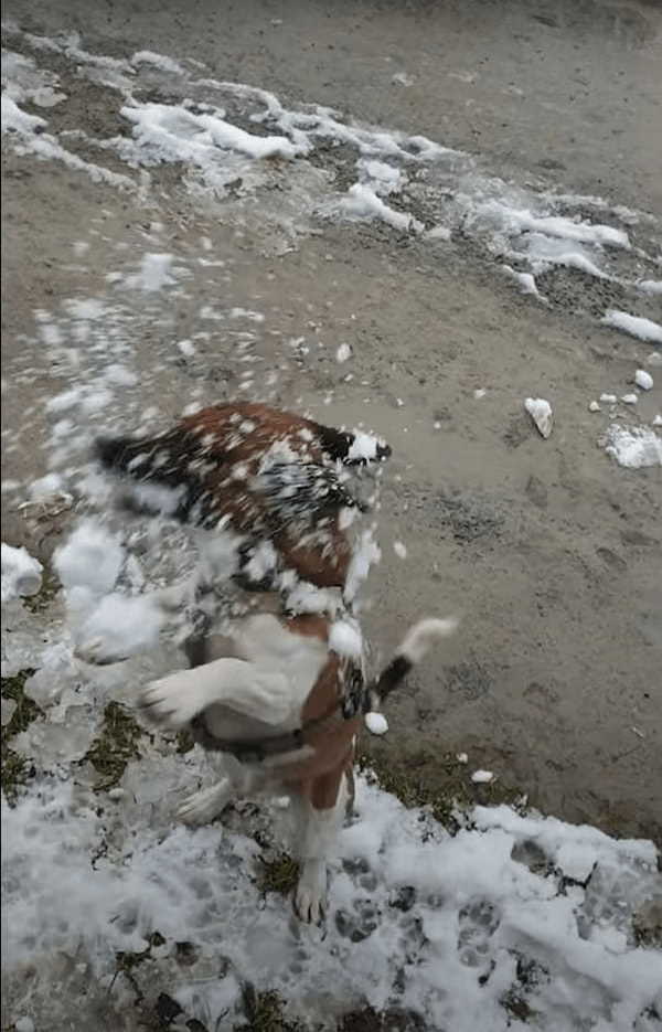 飼い主さんが投げるボールをキャッチしようとくわえてみるも、全然うまくいかない愛犬。それもそのはず、そのボールというのは・・