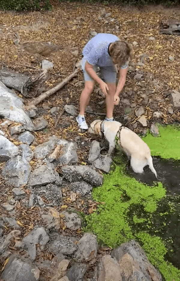 飼い主さんの「NO!」という叫びも虚しく・・、水面に浮かぶ水草を芝生だと勘違いした愛犬が水中にジャボン！！【海外・動画】