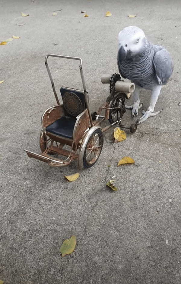 自転車を見事に乗りこなすヨウム。ハンドルをクチバシでくわえて、キコキコ漕いで進んでいきます！！【海外・動画】