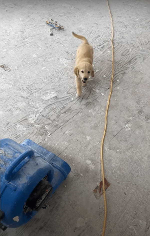 仕事中の飼い主さんに近付いてくるゴールデンレトリバーの子犬。しかし、途中でブロワーがあることに気が付くと・・！！【海外・動画】