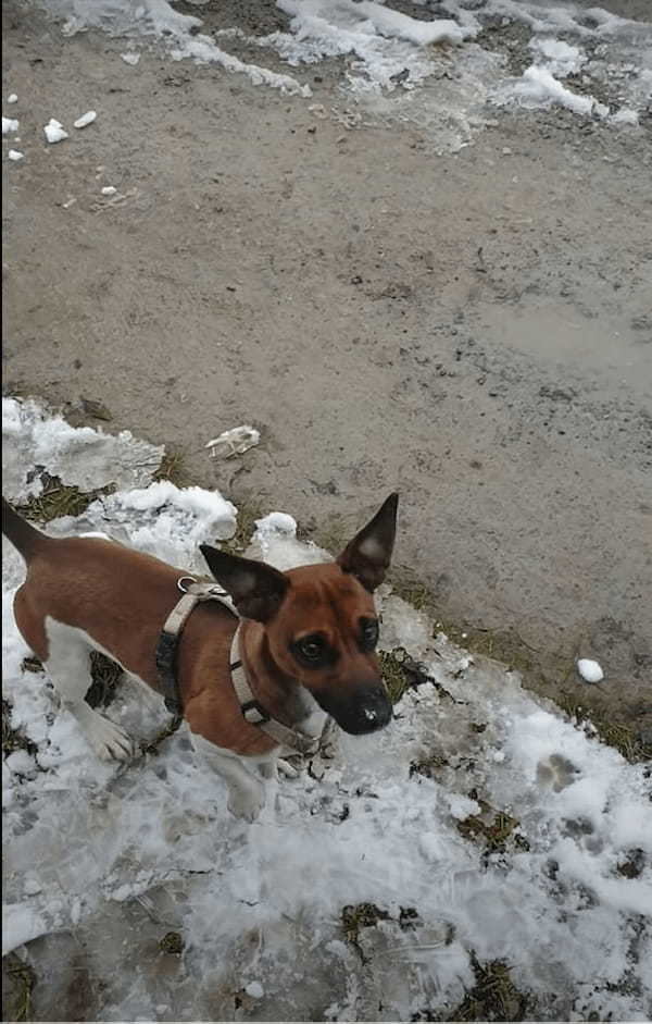 飼い主さんが投げるボールをキャッチしようとくわえてみるも、全然うまくいかない愛犬。それもそのはず、そのボールというのは・・